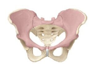 Pelvic-Girdle-Part-1-