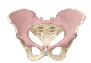 Pelvic-Girdle-Part-1-