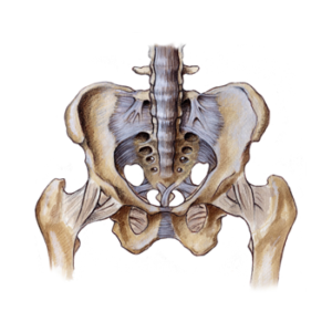 Pelvic-Girdle-Pt-2