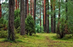 Understanding Lyme Disease - 4 Chiropractic CE Credit Hours