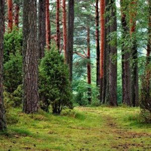 Understanding Lyme Disease - 4 Chiropractic CE Credit Hours